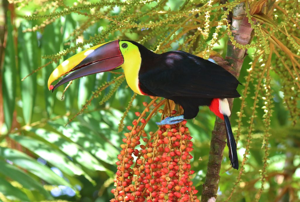 Real Estate Agents in Dominical Costa Rica