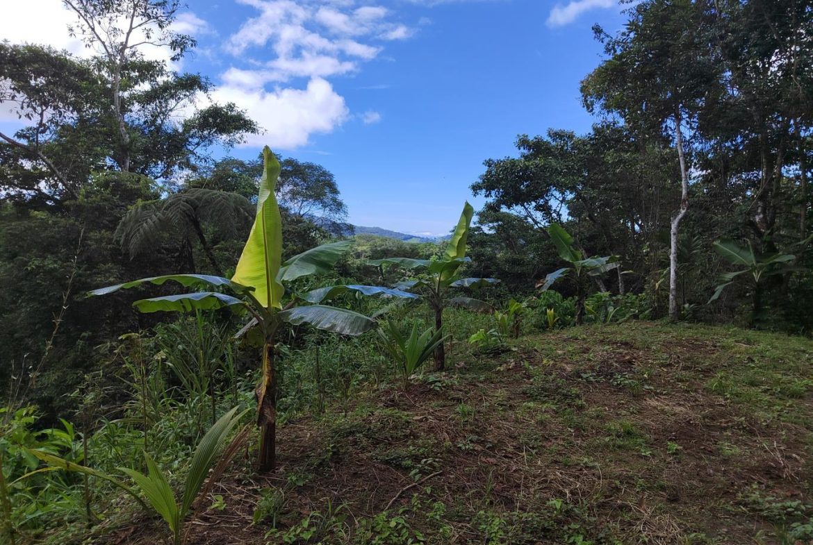 FINCA LA PAZ FARM WITH AMAZING MOUNTAIN VIEWS, CREEK AND COOL CLIMATE – 4 ACRES