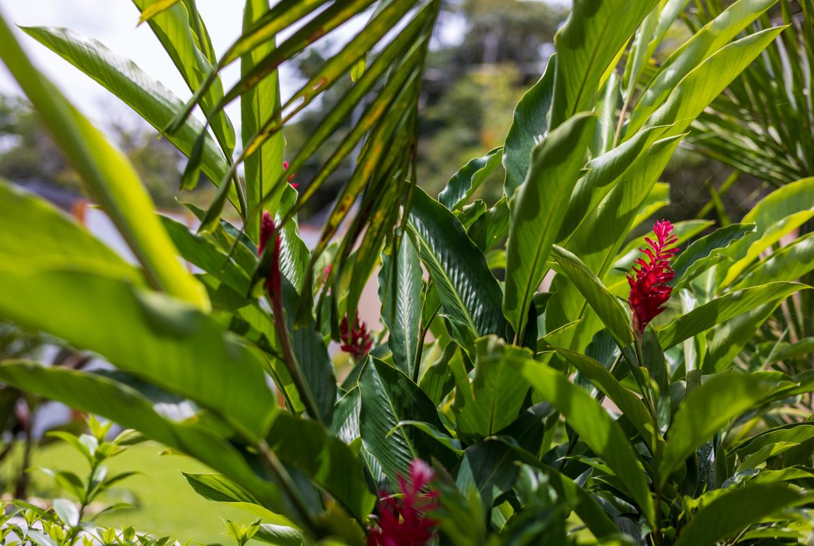 3 RENTAL CASITAS AND A 2 BEDROOM HOME MINUTES TO UVITA – 0.35 ACRES