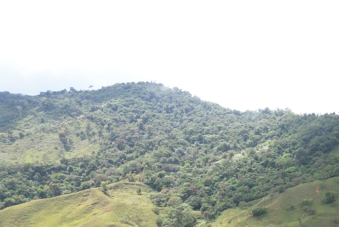 OFF-GRID MOUNTAIN PARADISE WITH LIVESTOCK, CREEKS, AND MORE – 331 ACRES AT VILLA FLOR