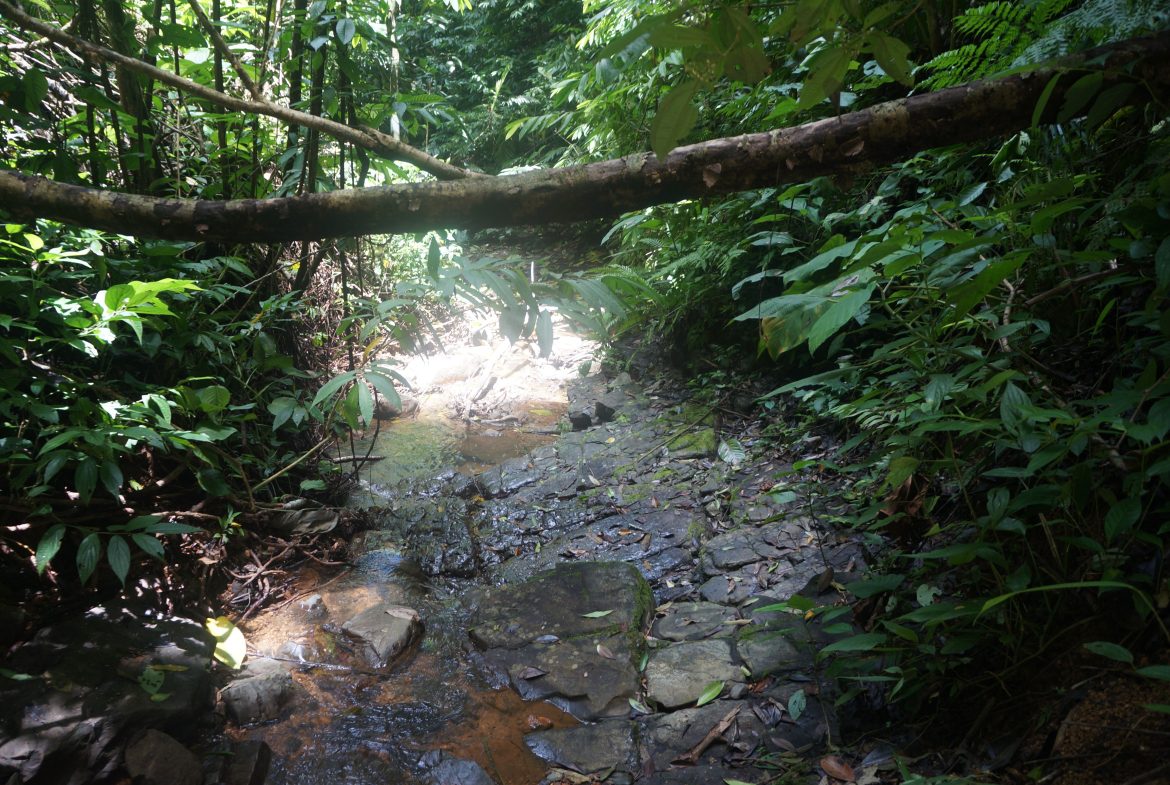 A SEAMLESS BLEND OF NATURE AND COMFORT WITH PAVED ACCESS – 17.1 ACRES