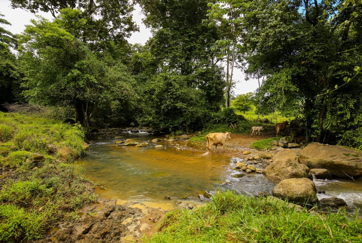 “THE FARM OF THE SECRET STONE” WITH WATER SPRINGS, FULL RIVER ACCESS AND SWIMMING HOLES – 191 ACRES