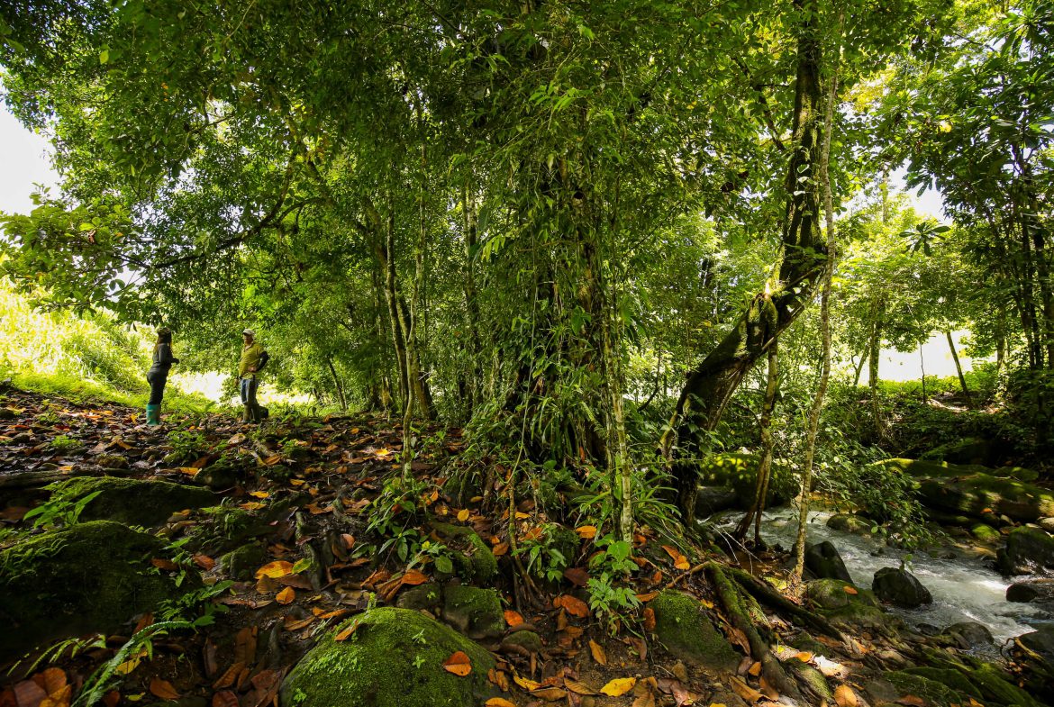 “THE FARM OF THE SECRET STONE” WITH WATER SPRINGS, FULL RIVER ACCESS AND SWIMMING HOLES – 191 ACRES