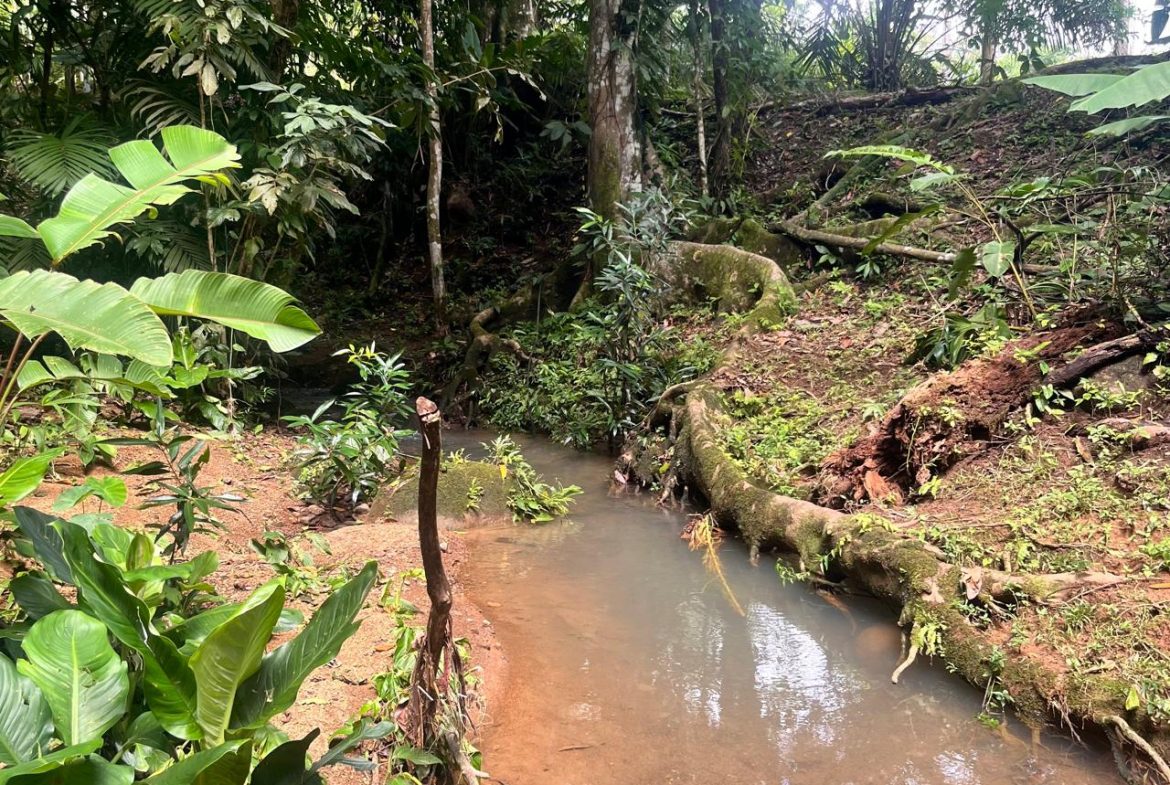 FINCA LA PAZ FARM WITH AMAZING MOUNTAIN VIEWS, CREEK AND COOL CLIMATE – 4 ACRES