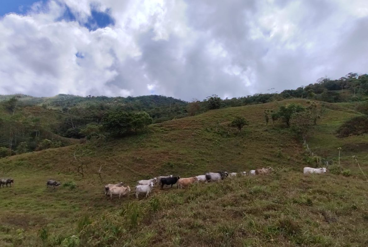 OFF-GRID MOUNTAIN PARADISE WITH LIVESTOCK, CREEKS, AND MORE – 331 ACRES AT VILLA FLOR