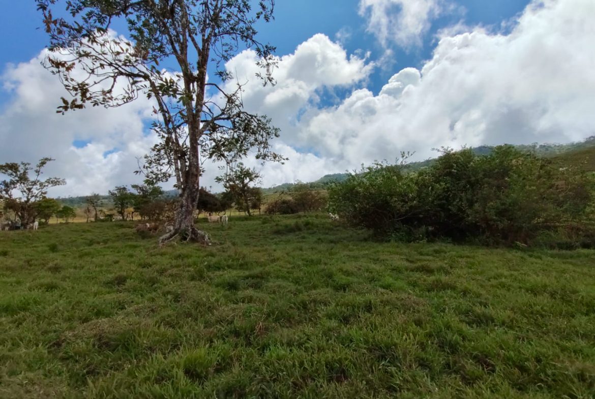 OFF-GRID MOUNTAIN PARADISE WITH LIVESTOCK, CREEKS, AND MORE – 331 ACRES AT VILLA FLOR