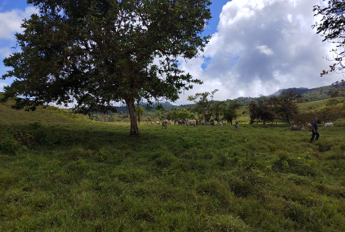 OFF-GRID MOUNTAIN PARADISE WITH LIVESTOCK, CREEKS, AND MORE – 331 ACRES AT VILLA FLOR