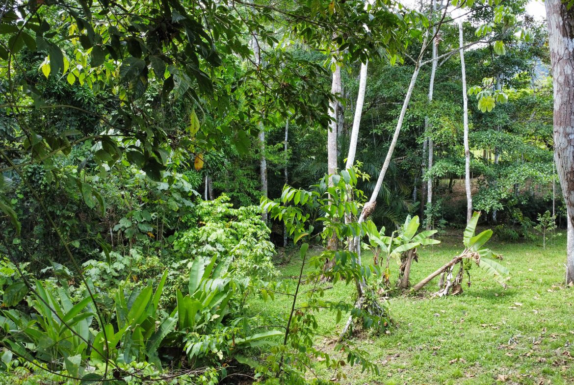 FINCA LA PAZ FARM WITH AMAZING MOUNTAIN VIEWS, CREEK AND COOL CLIMATE – 4 ACRES