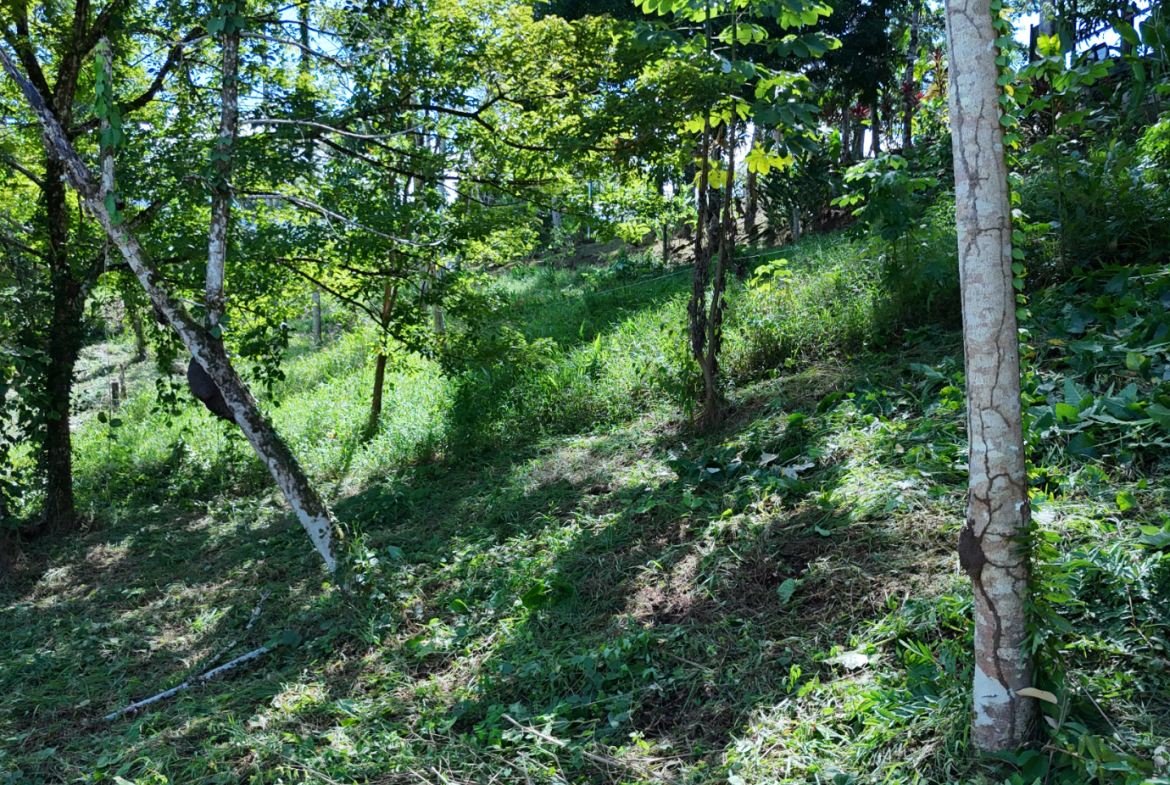 COMMERCIAL LAND IN UVITA – 0.2 ACRES