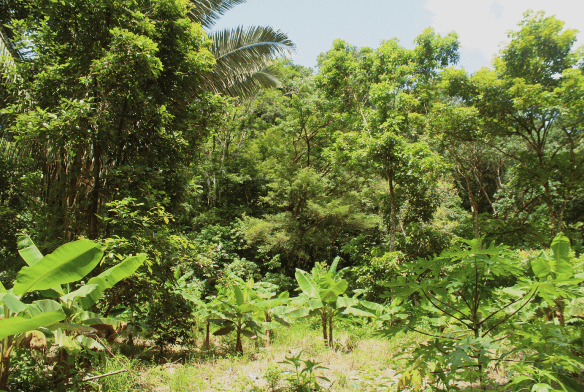EXCLUSIVE 55-ACRE FARM: A RARE OPPORTUNITY IN CHONTALES