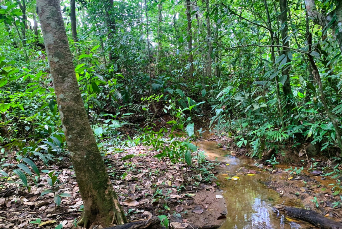 EXCLUSIVE 55-ACRE FARM: A RARE OPPORTUNITY IN CHONTALES