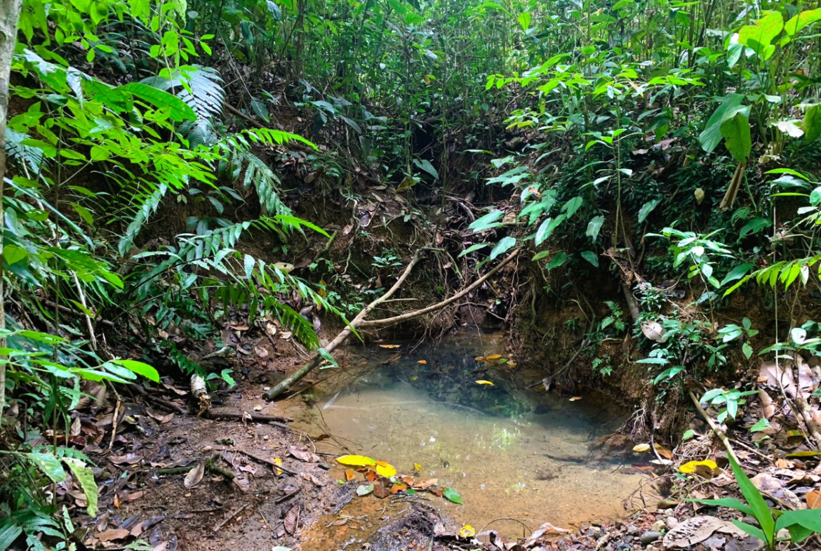 EXCLUSIVE 55-ACRE FARM: A RARE OPPORTUNITY IN CHONTALES