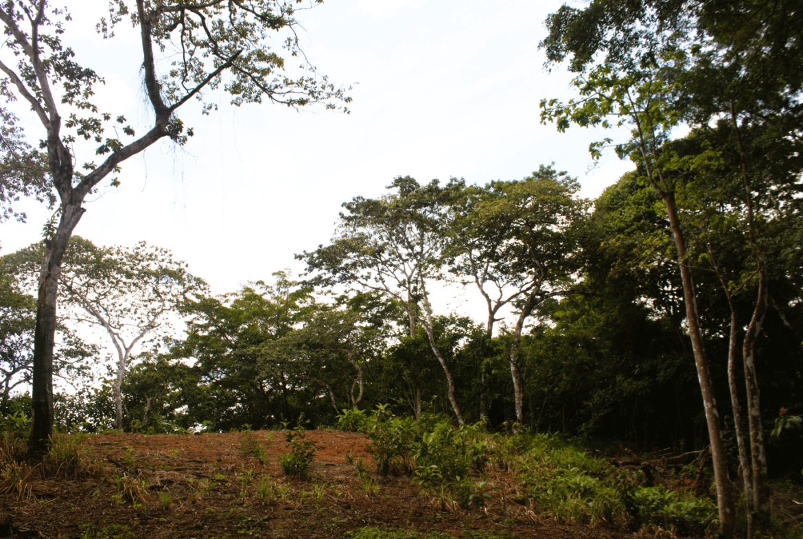 EXCLUSIVE 55-ACRE FARM: A RARE OPPORTUNITY IN CHONTALES
