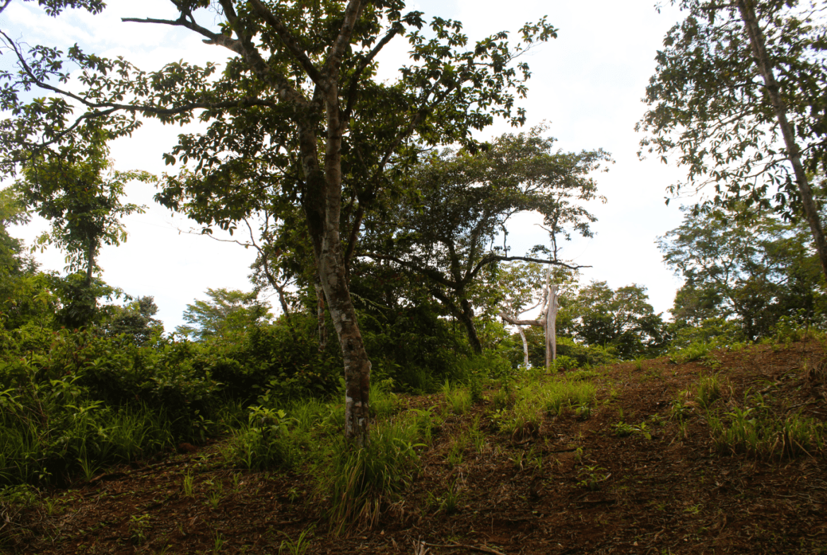 EXCLUSIVE 55-ACRE FARM: A RARE OPPORTUNITY IN CHONTALES