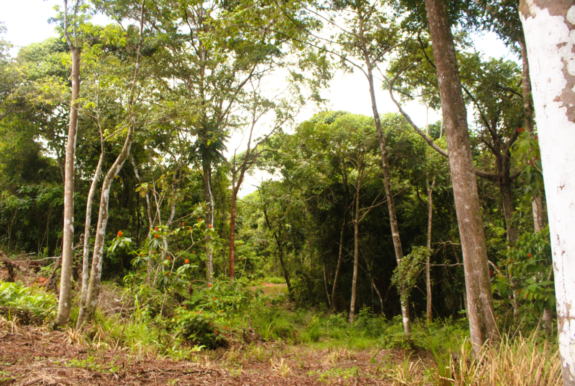 EXCLUSIVE 55-ACRE FARM: A RARE OPPORTUNITY IN CHONTALES