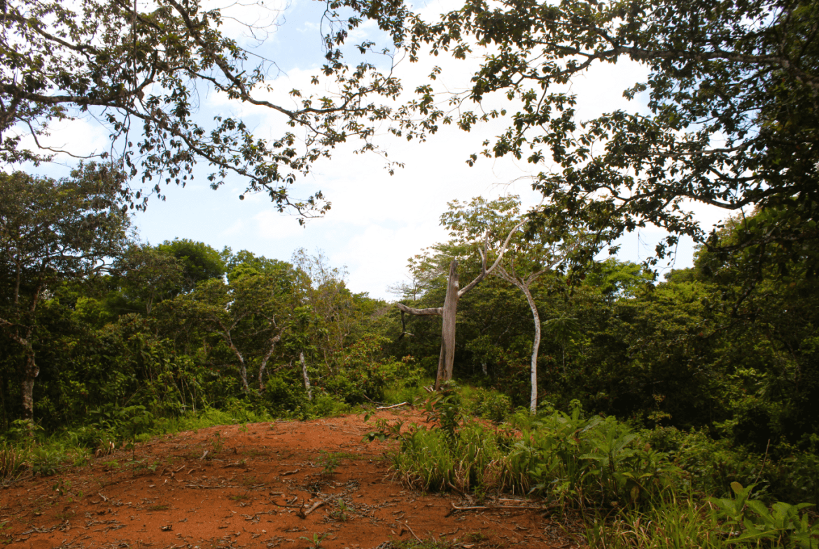 EXCLUSIVE 55-ACRE FARM: A RARE OPPORTUNITY IN CHONTALES