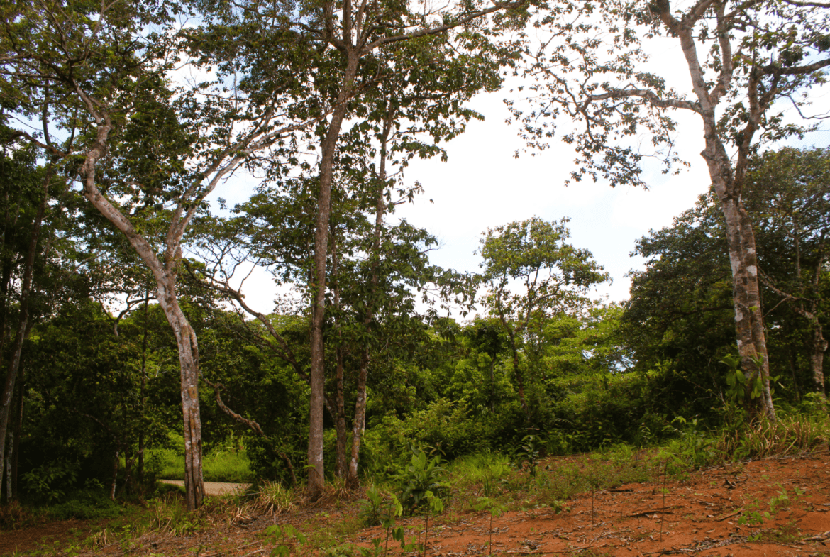 EXCLUSIVE 55-ACRE FARM: A RARE OPPORTUNITY IN CHONTALES