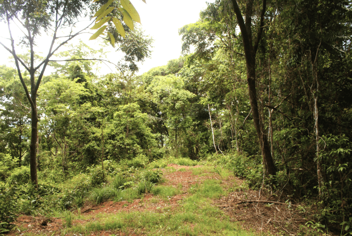 EXCLUSIVE 55-ACRE FARM: A RARE OPPORTUNITY IN CHONTALES