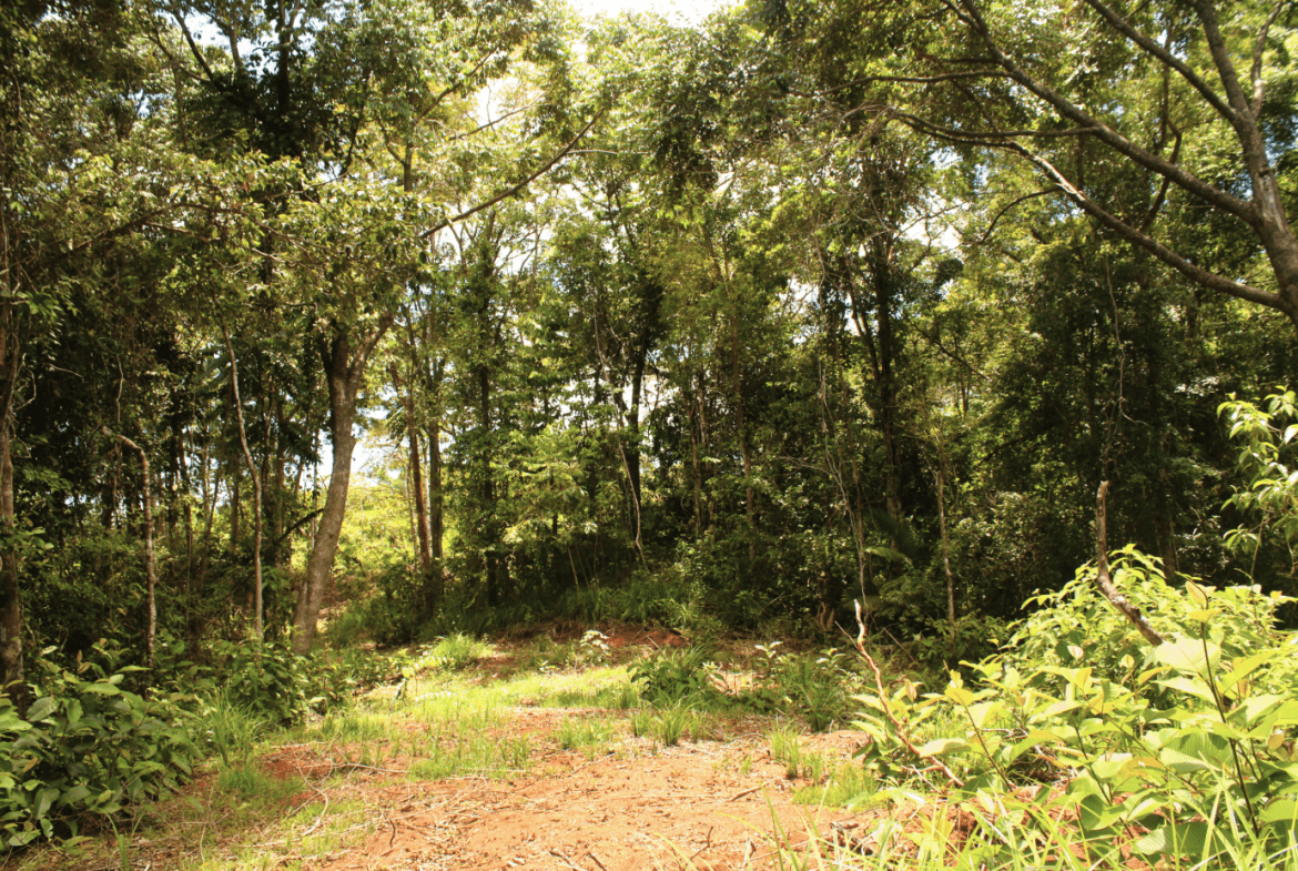 EXCLUSIVE 55-ACRE FARM: A RARE OPPORTUNITY IN CHONTALES