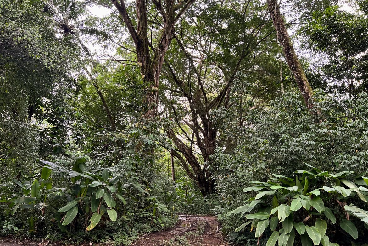 WALK TO BEACH DEVELOPMENT LAND – 1.5 ACRES