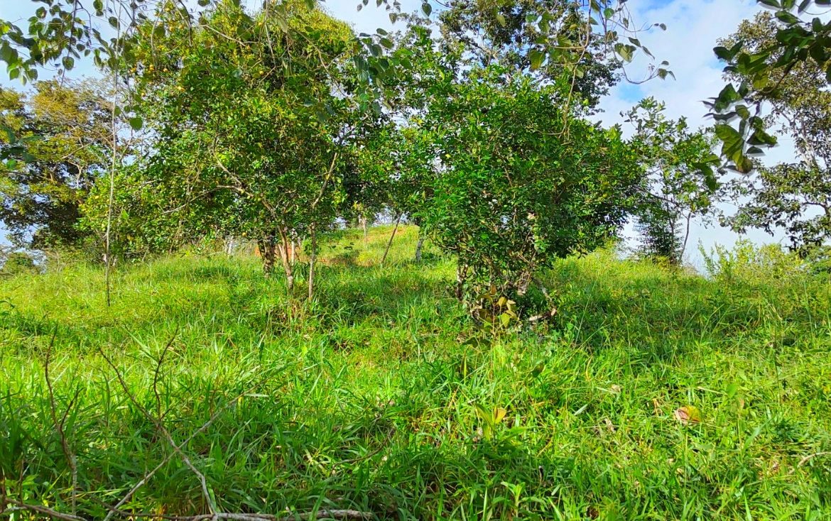 CHARMING 88 ACRES FARM WITH ABUNDANT NATURAL RESOURCES – 88.7 ACRES