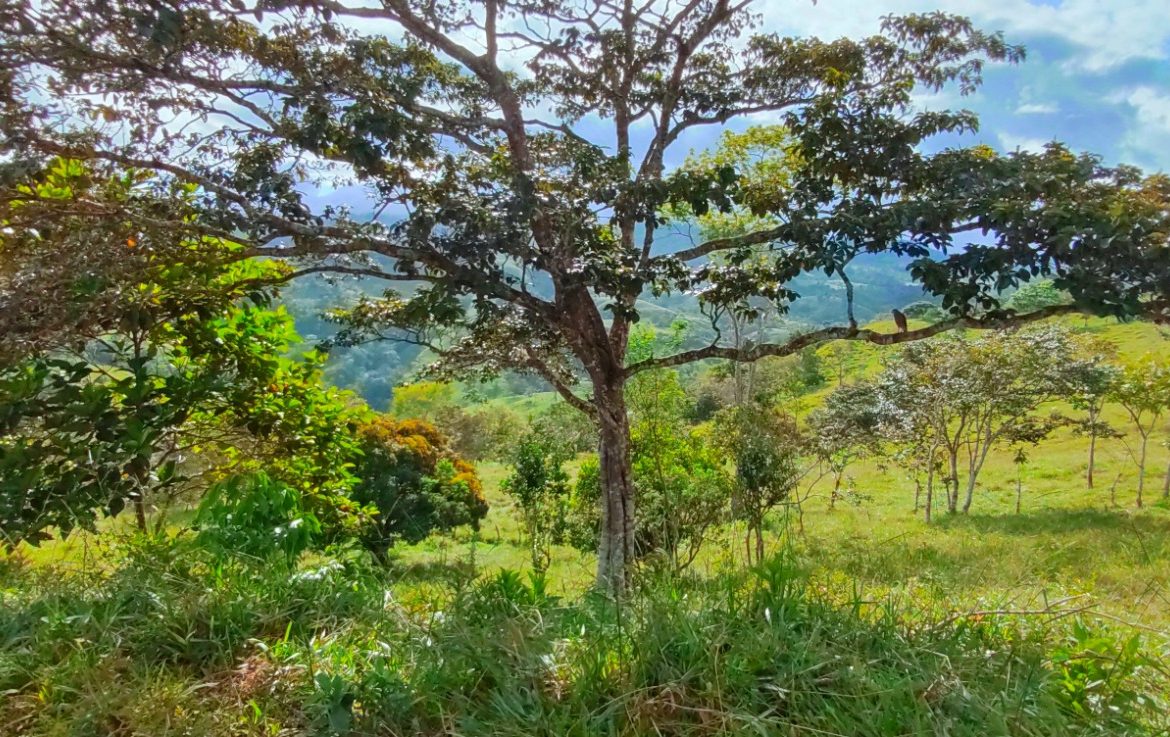 CHARMING 88 ACRES FARM WITH ABUNDANT NATURAL RESOURCES – 88.7 ACRES