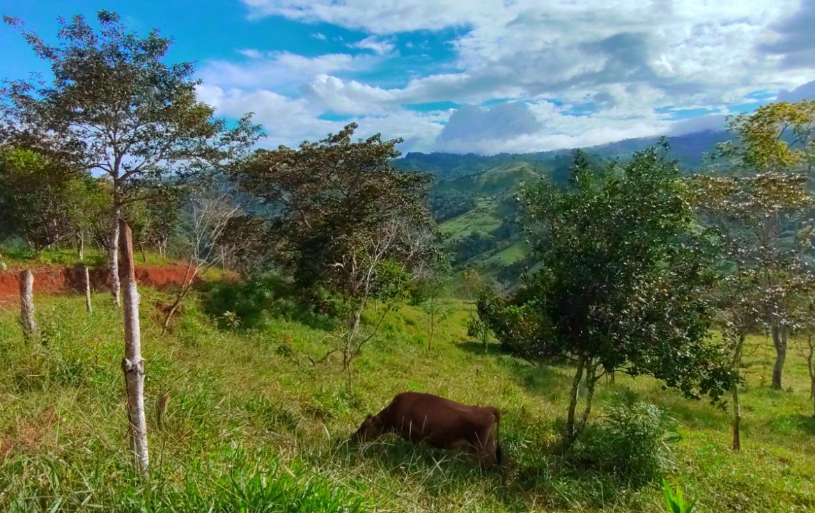 CHARMING 88 ACRES FARM WITH ABUNDANT NATURAL RESOURCES – 88.7 ACRES