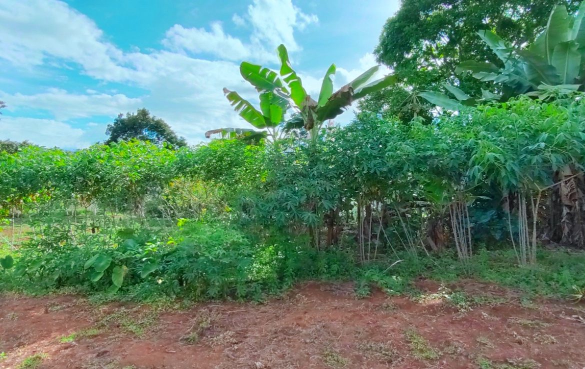 CHARMING 88 ACRES FARM WITH ABUNDANT NATURAL RESOURCES – 88.7 ACRES