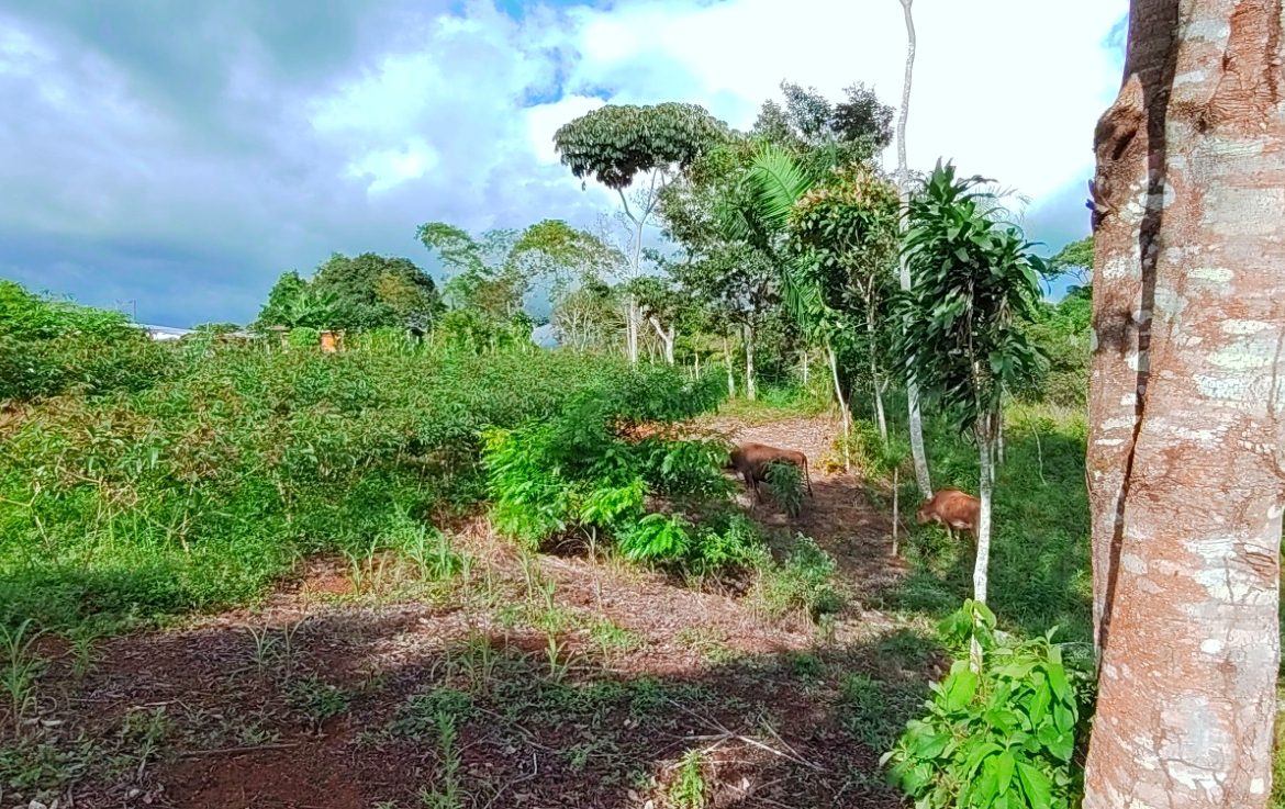 CHARMING 88 ACRES FARM WITH ABUNDANT NATURAL RESOURCES – 88.7 ACRES