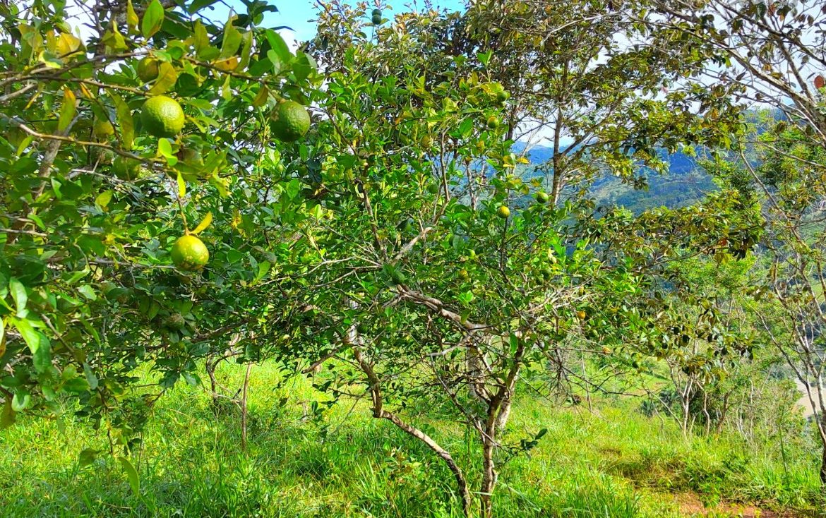 CHARMING 88 ACRES FARM WITH ABUNDANT NATURAL RESOURCES – 88.7 ACRES