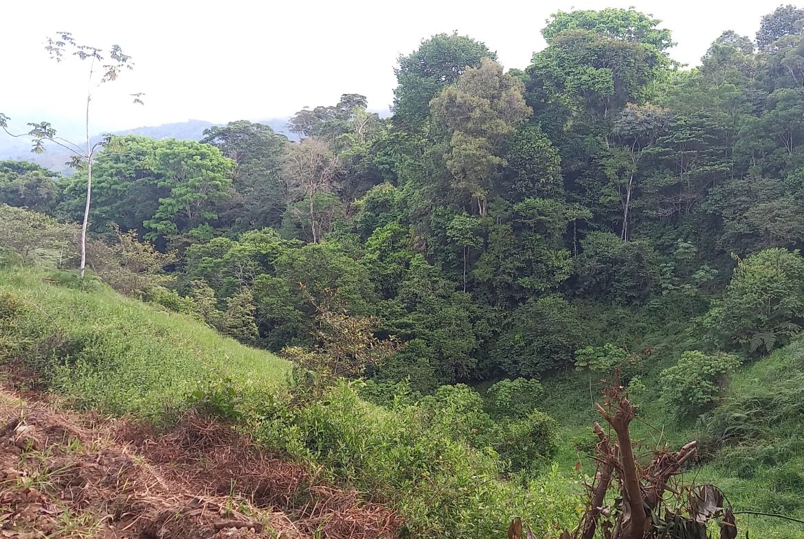 WALKING DISTANCE TO TOWN FORESTED LAND- 7.6 ACRES
