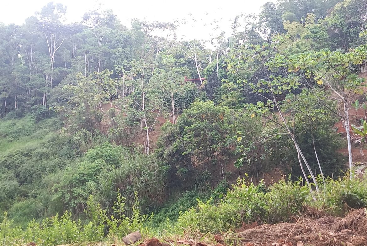 WALKING DISTANCE TO TOWN FORESTED LAND- 7.6 ACRES