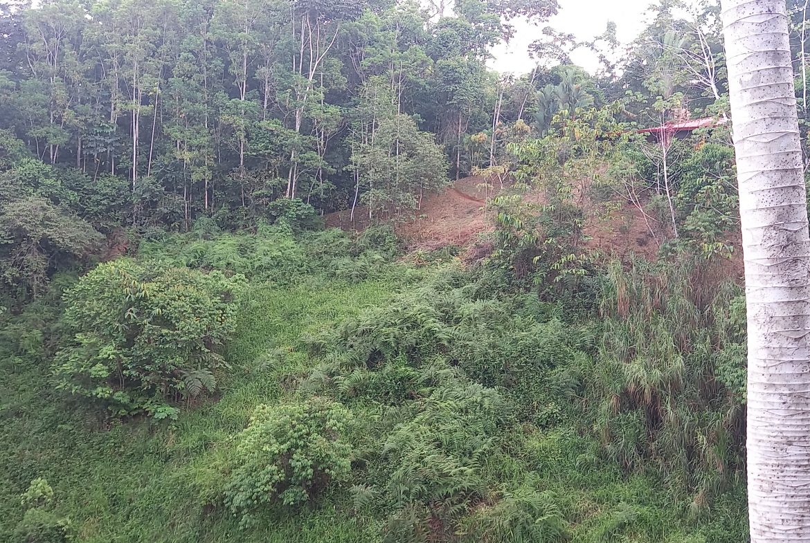 WALKING DISTANCE TO TOWN FORESTED LAND- 7.6 ACRES