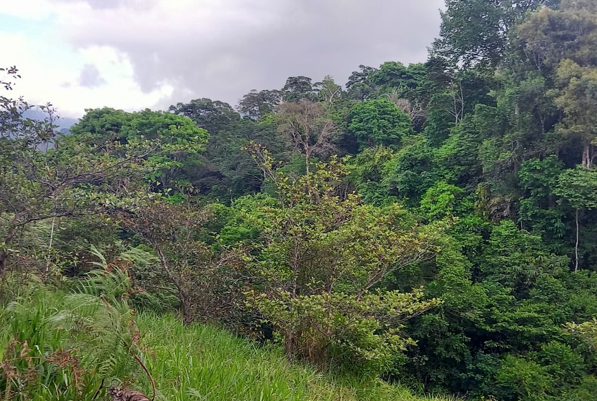 WALKING DISTANCE TO TOWN FORESTED LAND- 7.6 ACRES