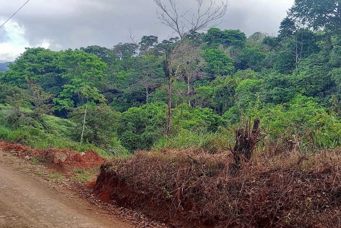 WALKING DISTANCE TO TOWN FORESTED LAND- 7.6 ACRES