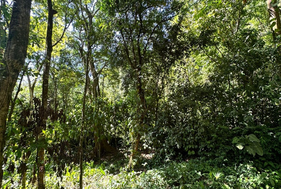 LOTS OF USABLE LAND WITH AMAZING LOCATION MINUTES TO UVITA – 2.08 ACRES