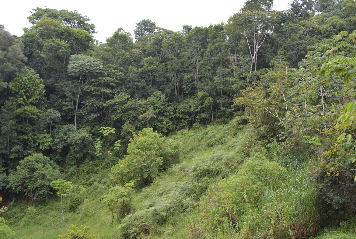 WALKING DISTANCE TO TOWN FORESTED LAND- 7.6 ACRES