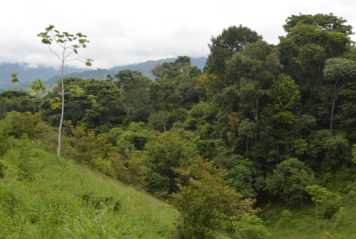 WALKING DISTANCE TO TOWN FORESTED LAND- 7.6 ACRES