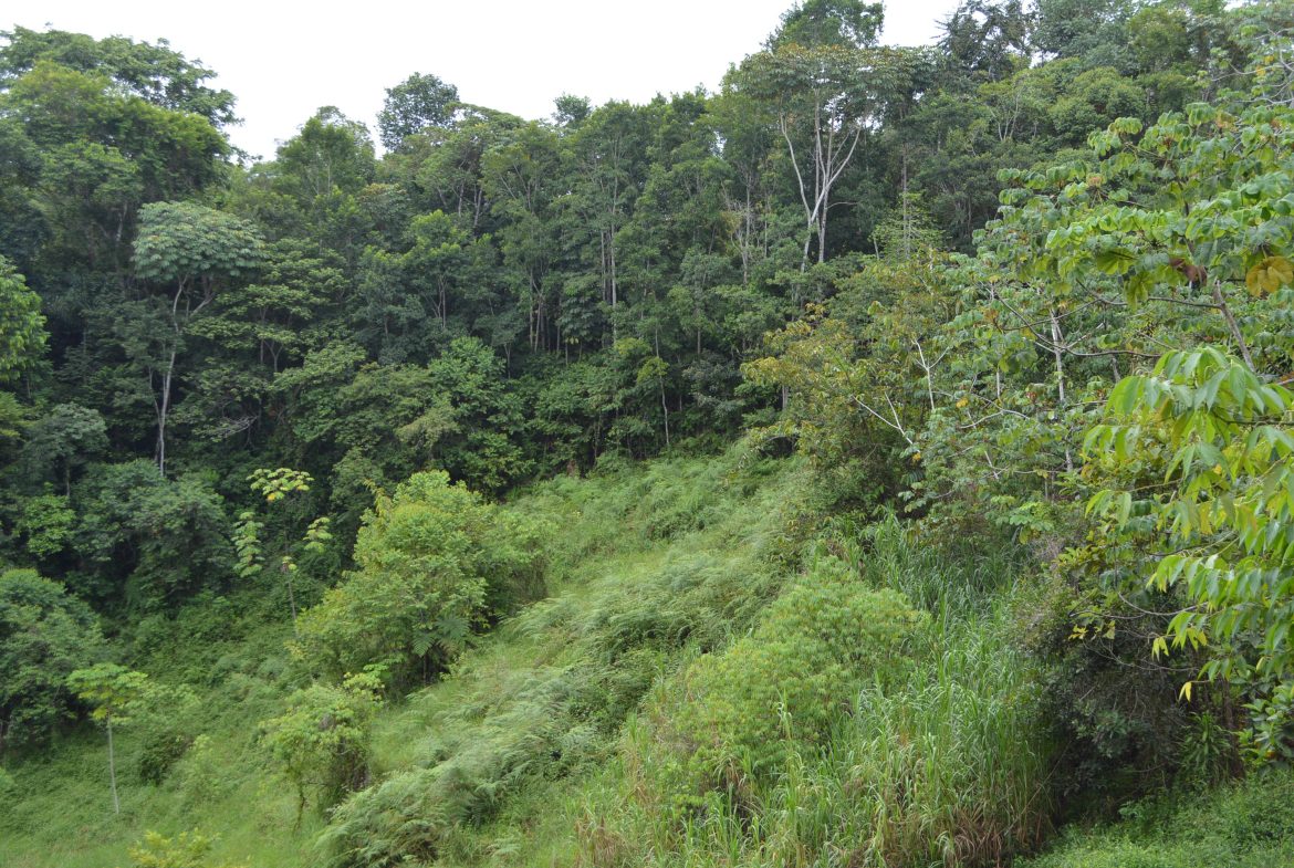 WALKING DISTANCE TO TOWN FORESTED LAND- 7.6 ACRES