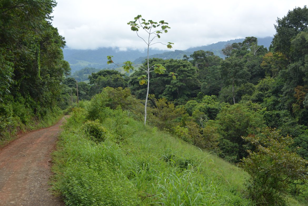 WALKING DISTANCE TO TOWN FORESTED LAND- 7.6 ACRES