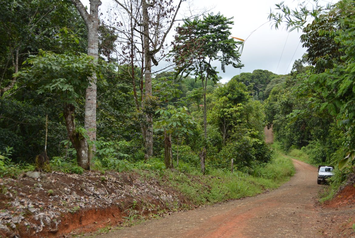 WALKING DISTANCE TO TOWN FORESTED LAND- 7.6 ACRES