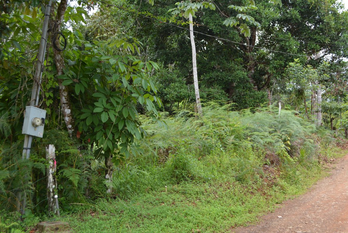 WALKING DISTANCE TO TOWN FORESTED LAND- 7.6 ACRES