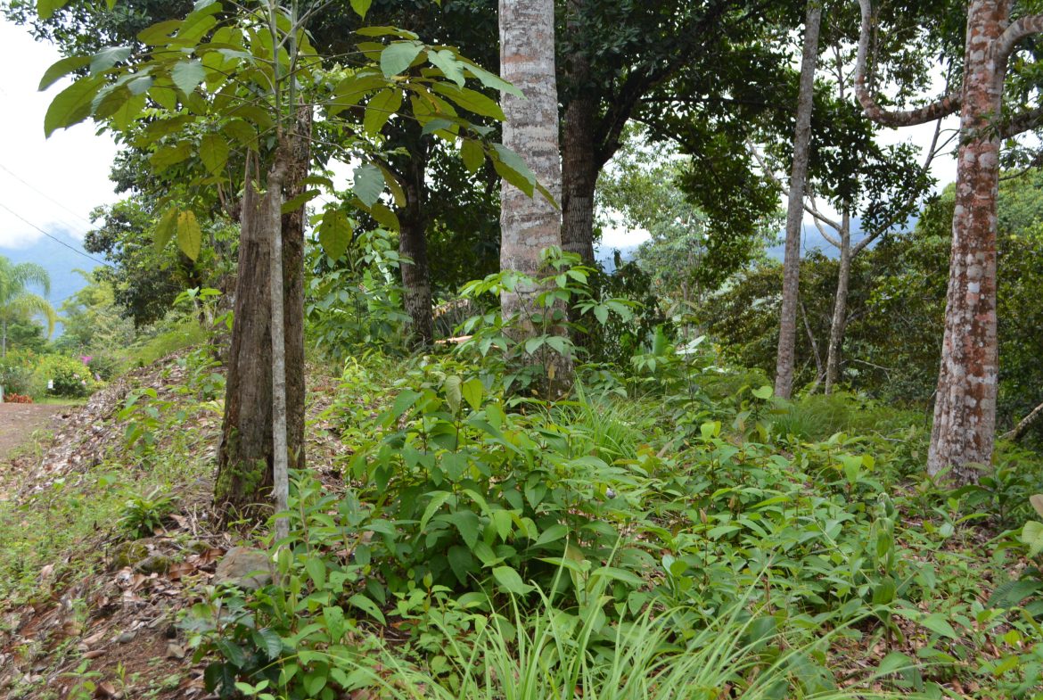 WALKING DISTANCE TO TOWN FORESTED LAND- 7.6 ACRES