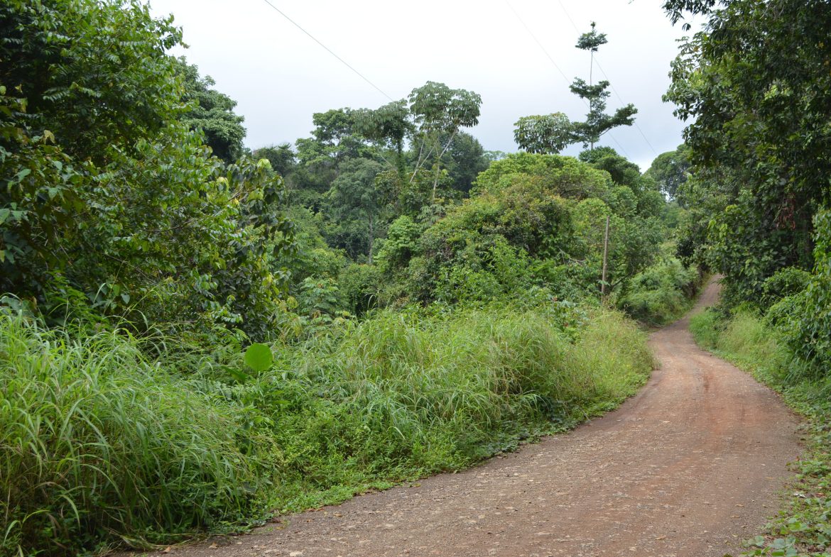 WALKING DISTANCE TO TOWN FORESTED LAND- 7.6 ACRES