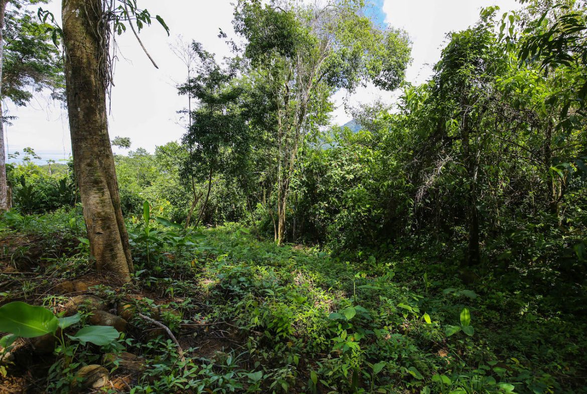 OCEAN VIEW LOTS  WITH OCEAN, JUNGLE AND MOUNTAIN VIEWS IN UVITA