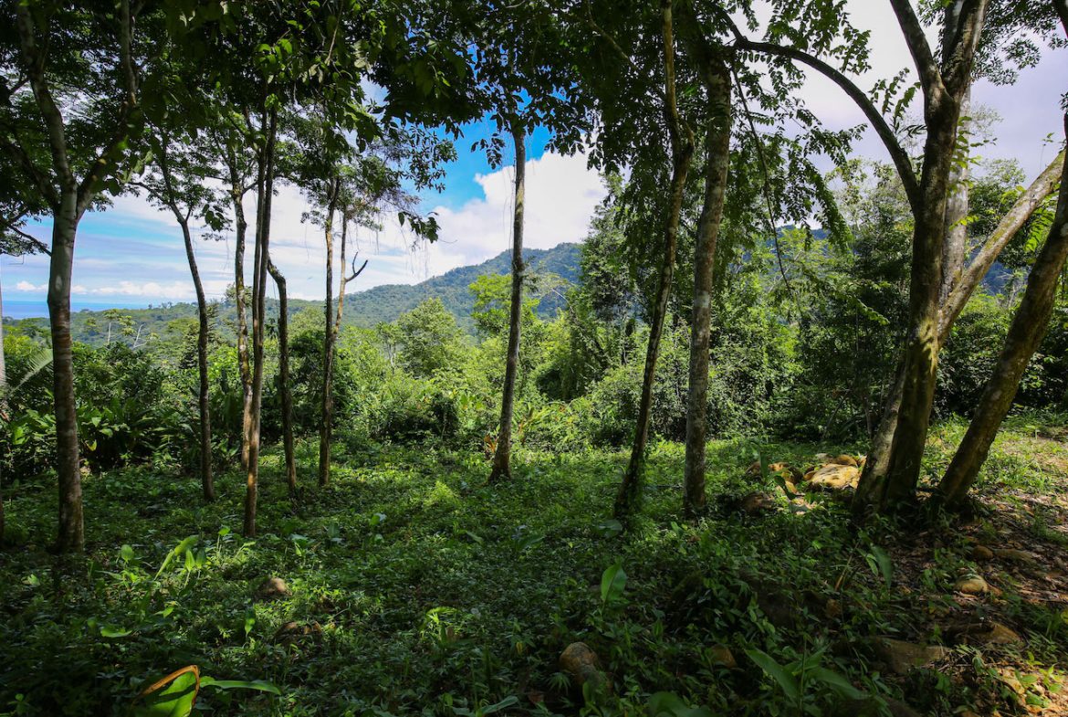 OCEAN VIEW LOTS  WITH OCEAN, JUNGLE AND MOUNTAIN VIEWS IN UVITA