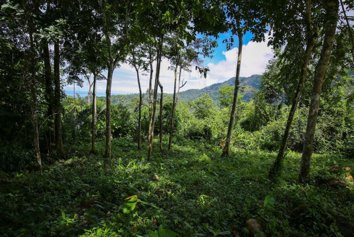 OCEAN VIEW LOTS  WITH OCEAN, JUNGLE AND MOUNTAIN VIEWS IN UVITA