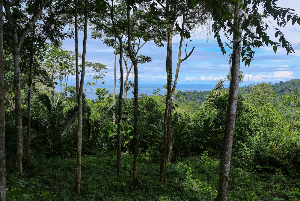 OCEAN VIEW LOTS  WITH OCEAN, JUNGLE AND MOUNTAIN VIEWS IN UVITA