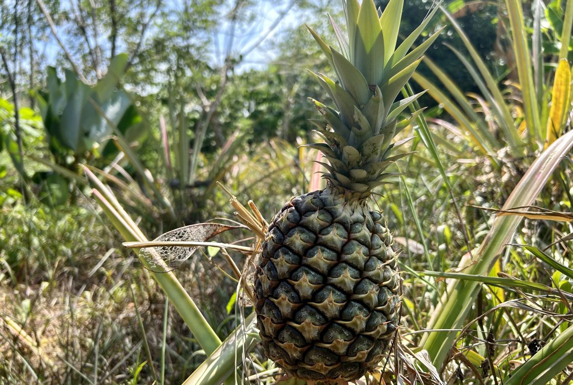 GREAT LOCATION LAND PARCEL IN PLAYA HERMOSA – 1.67 ACRES