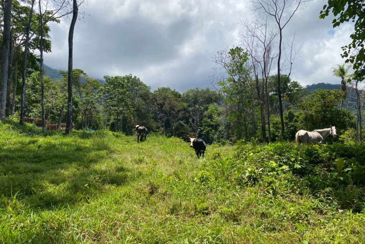 Development Opportunity in Ojochal – 22 Acres